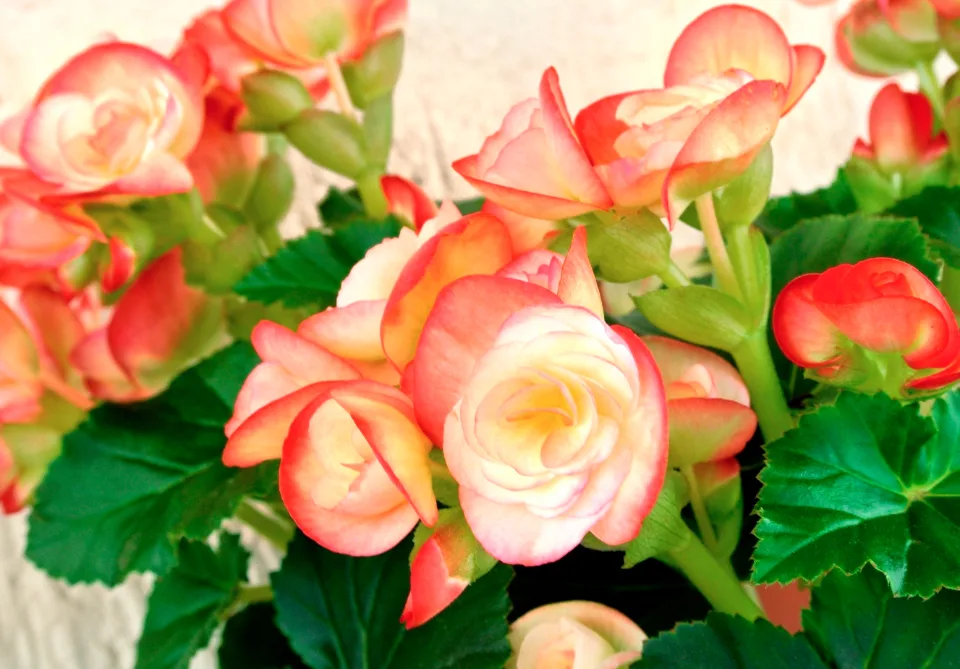 Rosas para presente